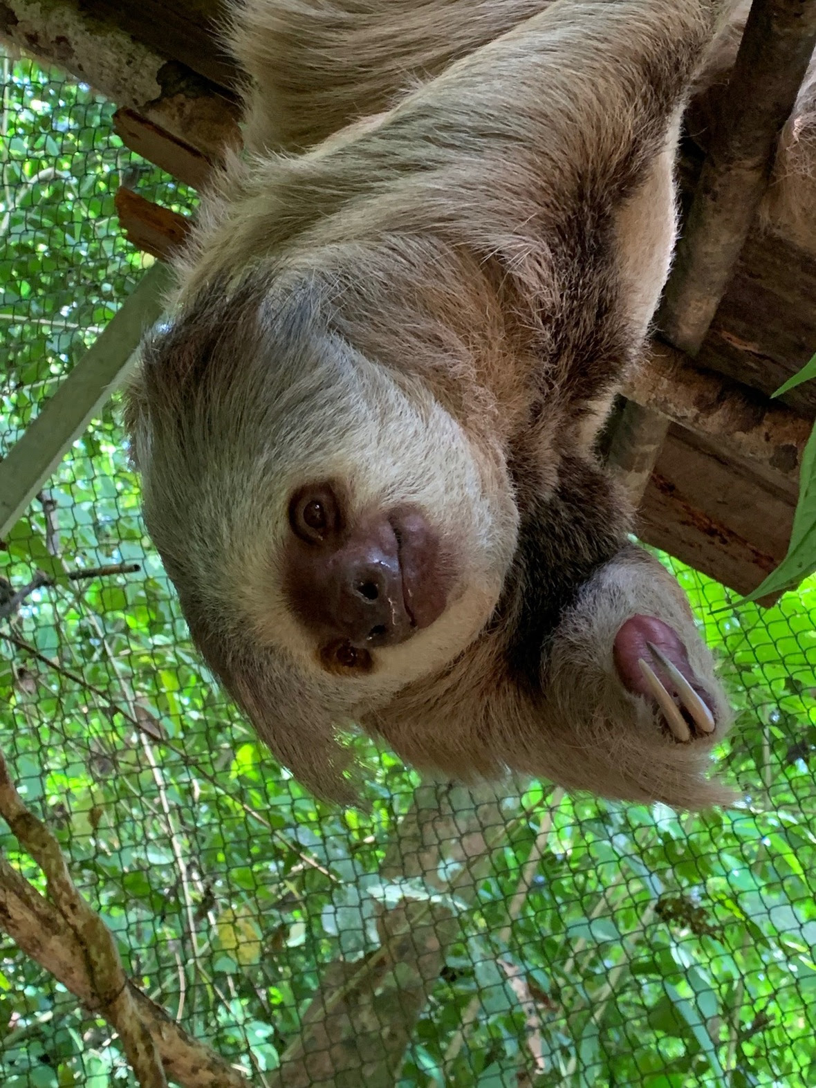 Sloth hanging upside down