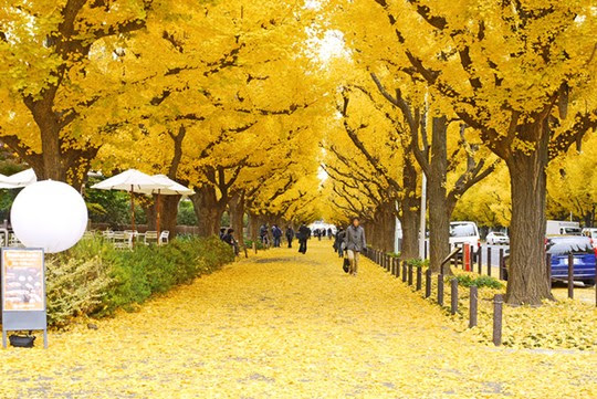Những đường cây mùa thu đẹp nhất thế giới - Ảnh 9.