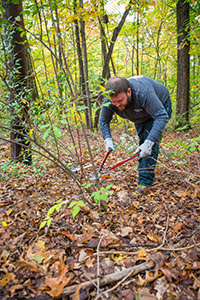 volunteer cutting invasive shrub in forest
