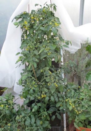 Tomato Tumbler plants on stepladder with fleece folded back during the day