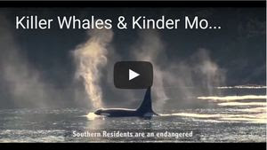 Raincoast's Killer Whale video