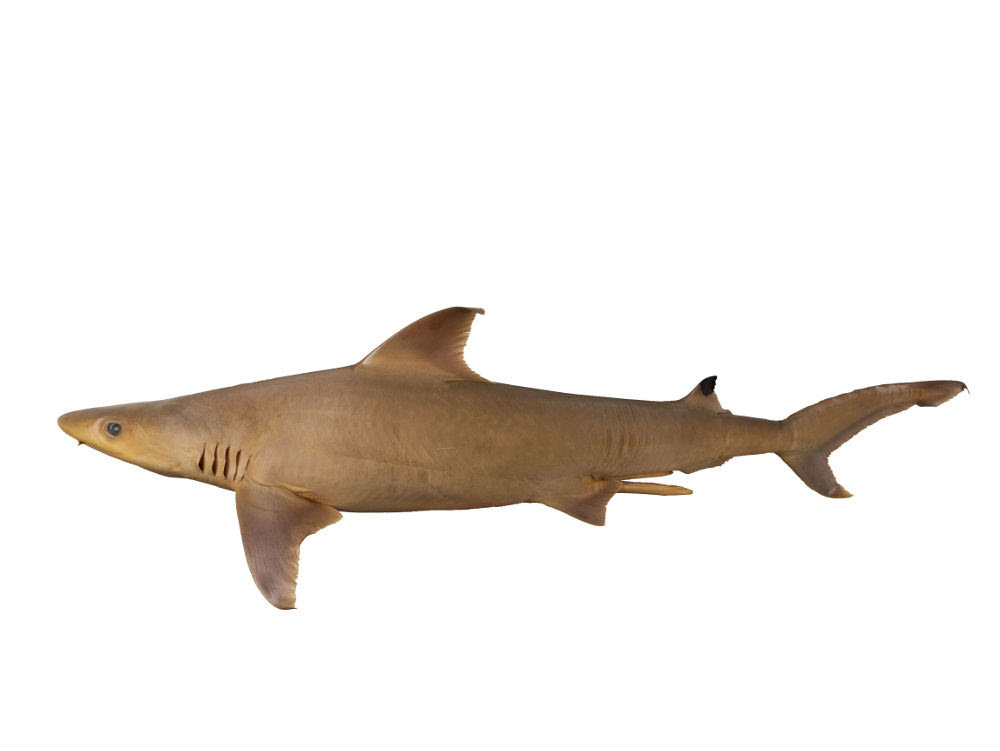 Carcharhinus humani WHITE & WEIGMANN, 2014, holotype, ZMH 26030, adult male 828 mm TL, © Simon Weigmann, University of Hamburg