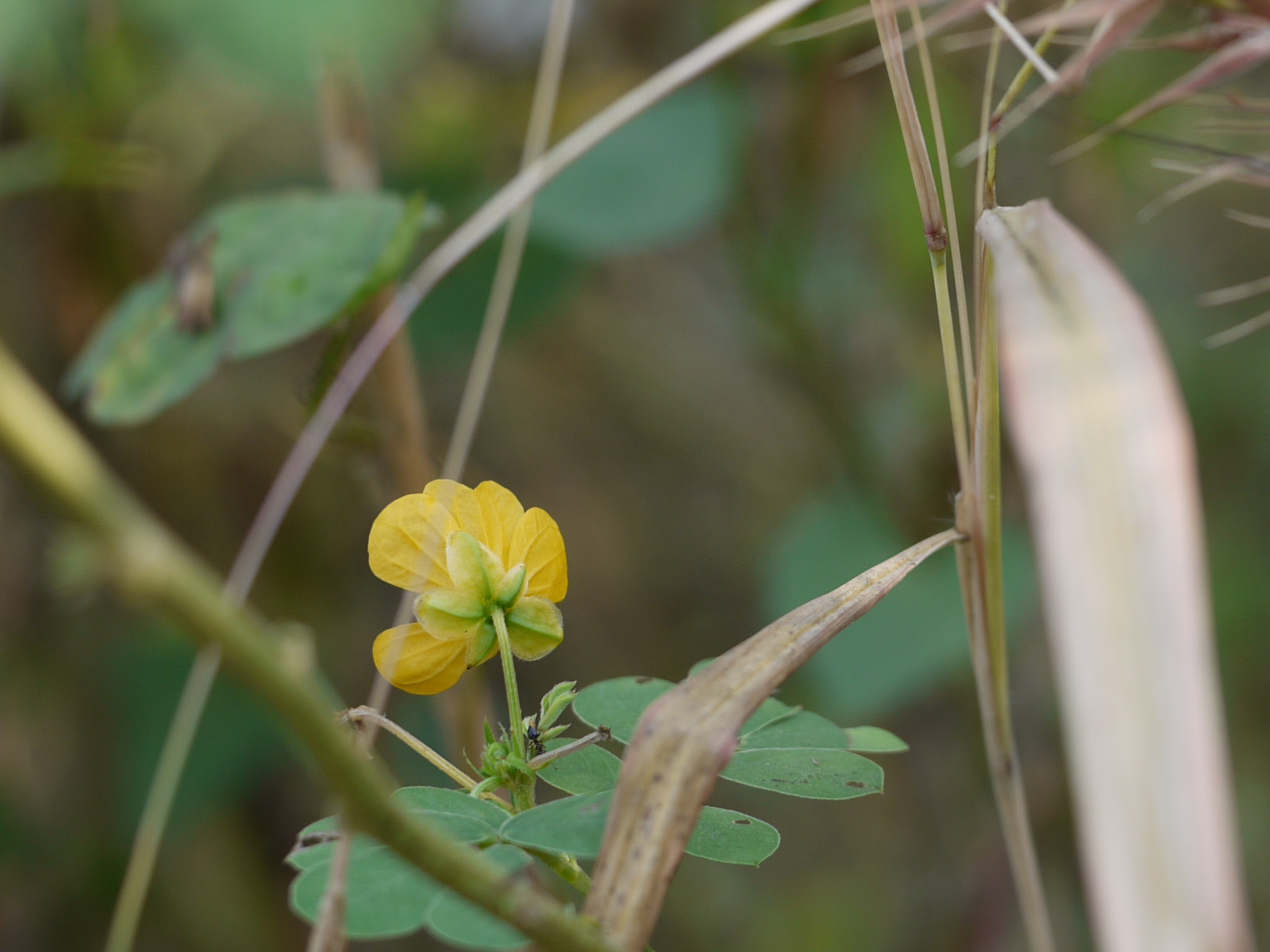 Senna obtusifolia (L.) H.S.Irwin & Barneby