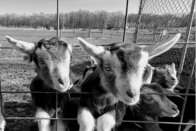 Goats at MSU Tollgate Farm