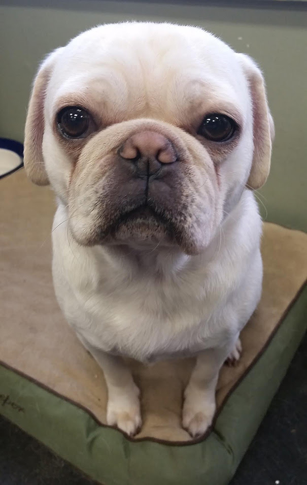 This Is My Dog, Stanley. He's A Pug And French Bulldog Mix's A Pug And French Bulldog Mix