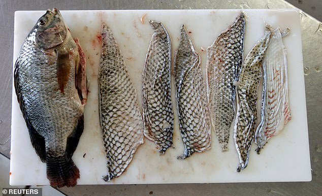 A tilapia fish and tilapia fish skins are displayed in Jaguaribara, CearÃ¡, on April 26 last year. The skins are taken as a by-product of the food industry, with farmers donating them