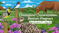 CRP Grassland