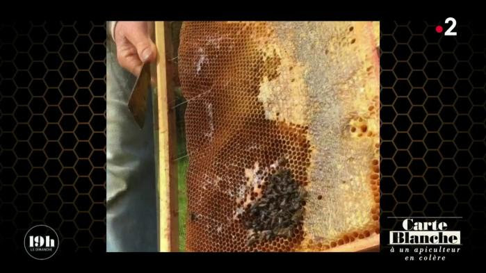 "Tout est contaminé !"Le cri de colère d'un apiculteur amateur du Finistère 14868226