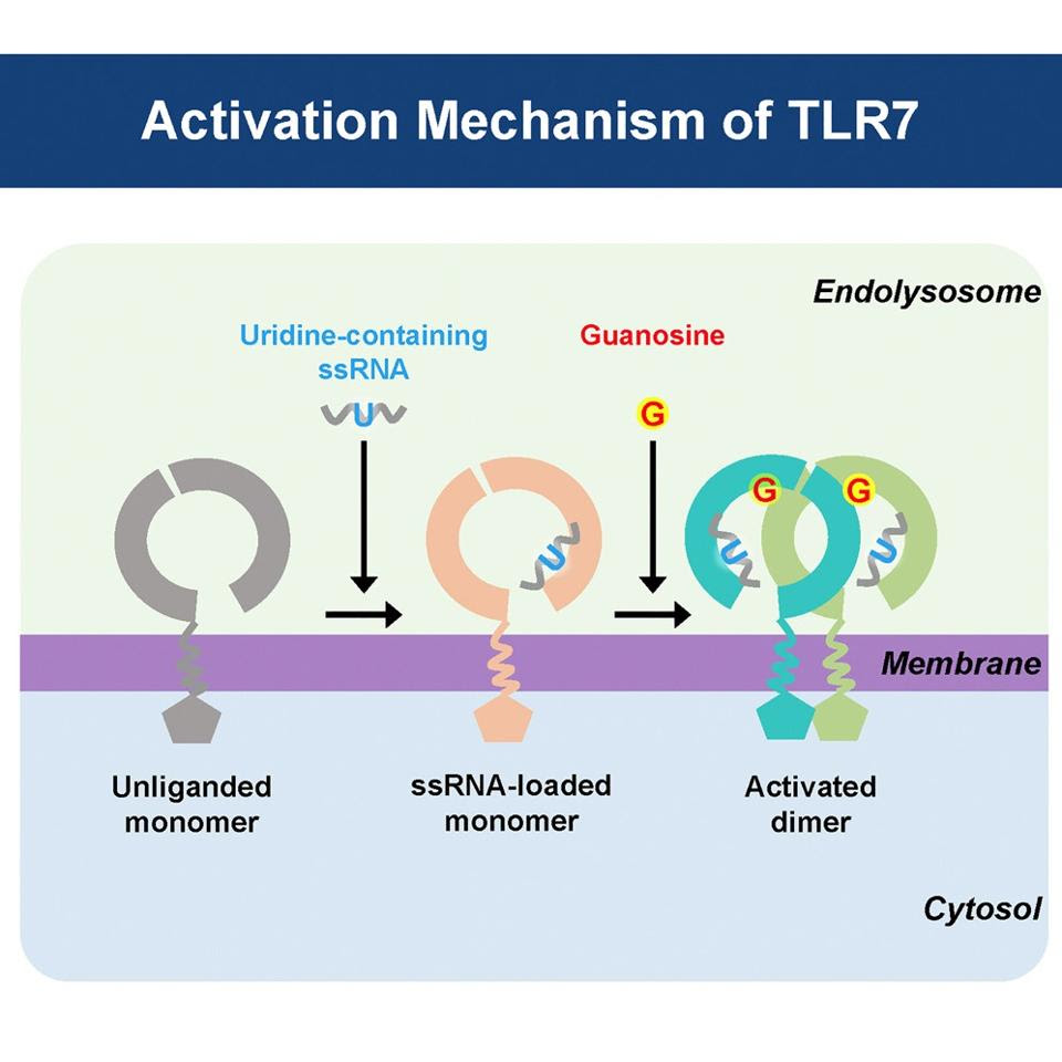 Activation mechanism of TLR7