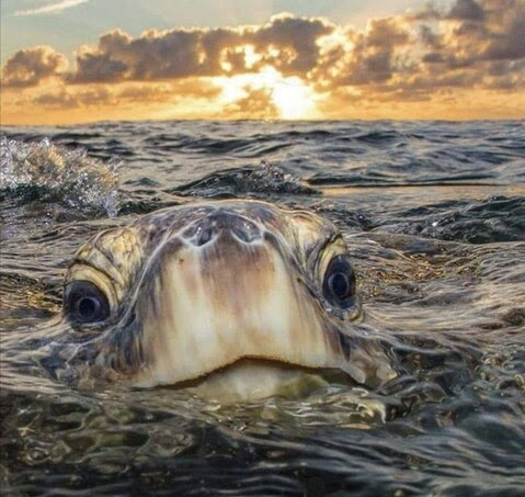 Good-Morning-Turtle