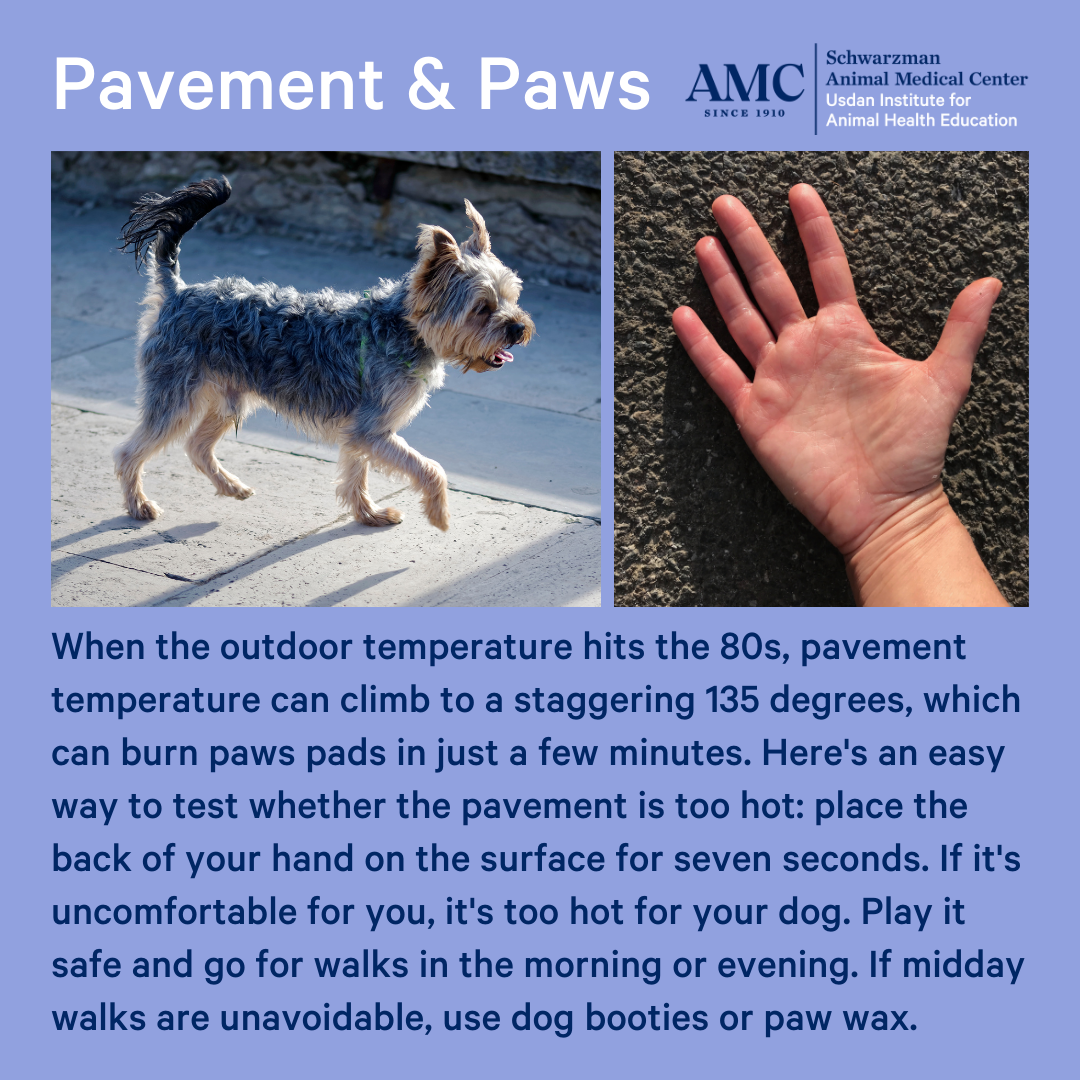 Pavement & Paws. When the outdoor temperature hits the 80s, pavement temperature can climb to a staggering 135 degrees, which can burn paw pads in just a few minutes. Here's an easy way to test whether the pavement is too hot: place the back of your hand on the surface for seven seconds. If it's uncomfortable for you, it's too hot for your dog. Play it safe and go for walks in the morning or evening. If midday walks are unavoidable, use dog booties or paw wax.