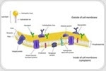 Quantification and Detection of Phospholipids