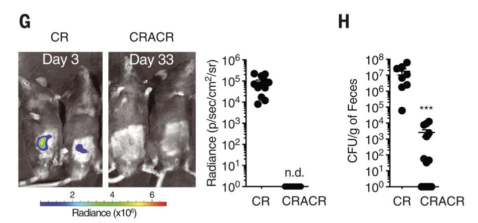 Graph of C. Rodentium fecal count in mice