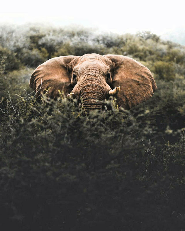 Peek-a-boo-elephant