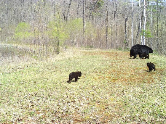 A black bear sow walking with her three cubs in the woods.