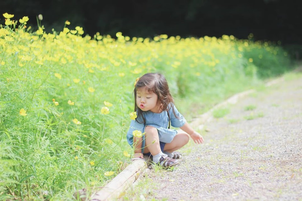 Ngẩn ngơ ngắm cánh đồng hoa cosmo Nhật Bản khoe sắc rực rỡ - Ảnh 5. Ngẩn ngơ ngắm cánh đồng hoa cosmo Nhật Bản khoe sắc rực rỡ - Ảnh 5.