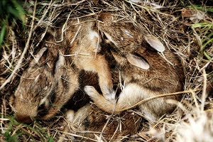 Baby rabbits in a nest