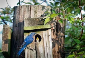 A bluebird perched near a nest built in a fence post, with a baby bird beak poking out of the nest