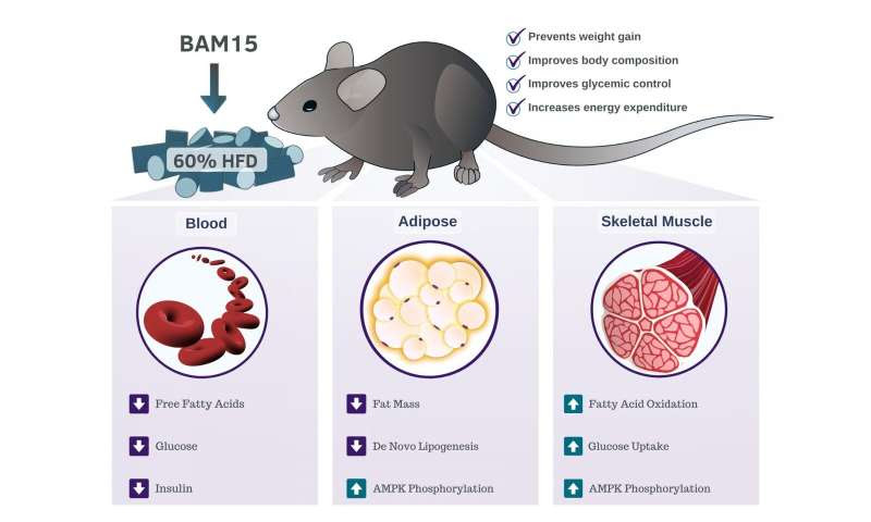 Study discovers BAM15 as a potential treatment for obesity