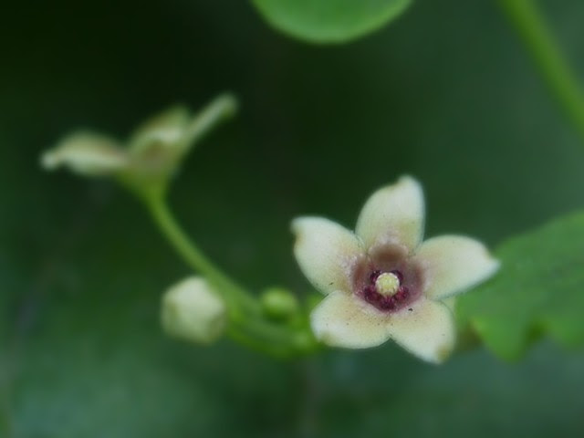 Tylophora pauciflora