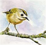 Goldcrest - Posted on Monday, March 30, 2015 by Ulrike Miesen-Schuermann