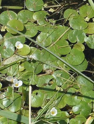 A close-up view of European frogbit floating on the water's surface. Tiny three-petaled white flowers with yellow centers are visible.