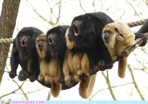Image result for images of bright monkeys singing