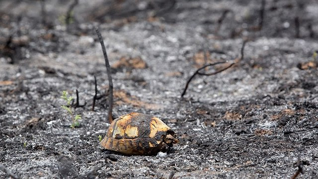 https://images1.ynet.co.il/PicServer5/2018/07/21/8671331/867133013912389640360no.jpg