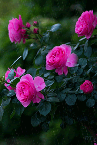 Roses - Animation Telefon №1370292 I don't know why this picture doesn't match the description nor is it a GIF