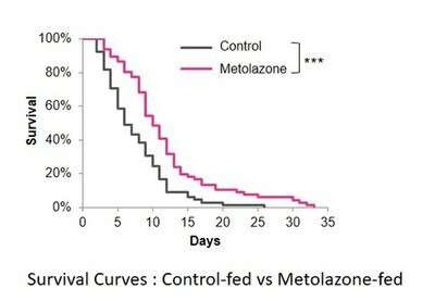 Blood pressure drug may be key to increasing lifespan, new study shows