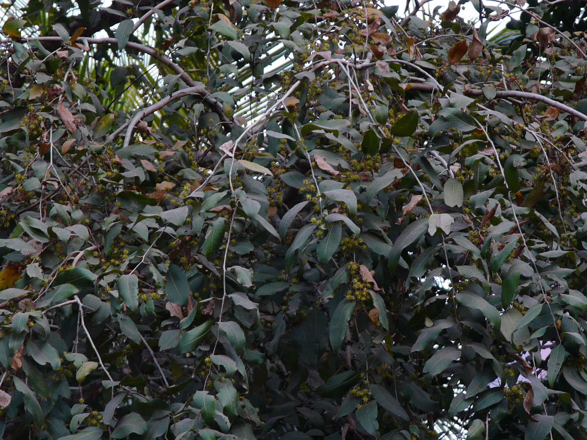 Anogeissus latifolia (Roxb. ex DC.) Wall. ex Guill. & Perr.