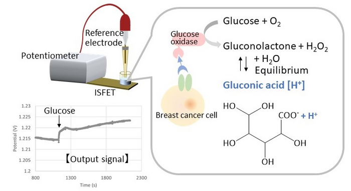 Detection principle of membrane proteins using the cell based-transistor