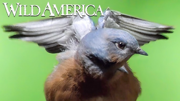 Wild America | S2 E3 Birds of Prey | Full Episode HD - YouTube