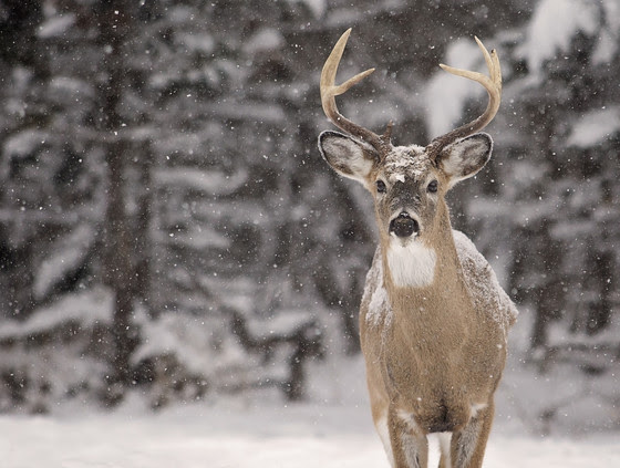 White-tailed buck in snowy woods
