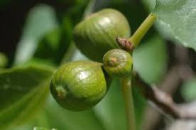 Image result for tu bshvat planting images free