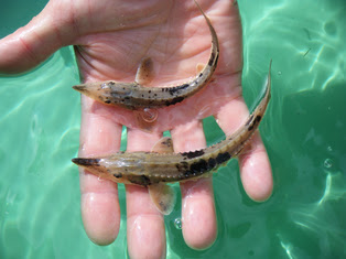 two juvenile lake sturgeon in palm of hand