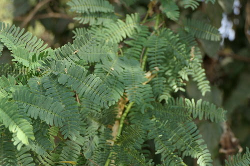 Prosopis juliflora (Sw.) DC.