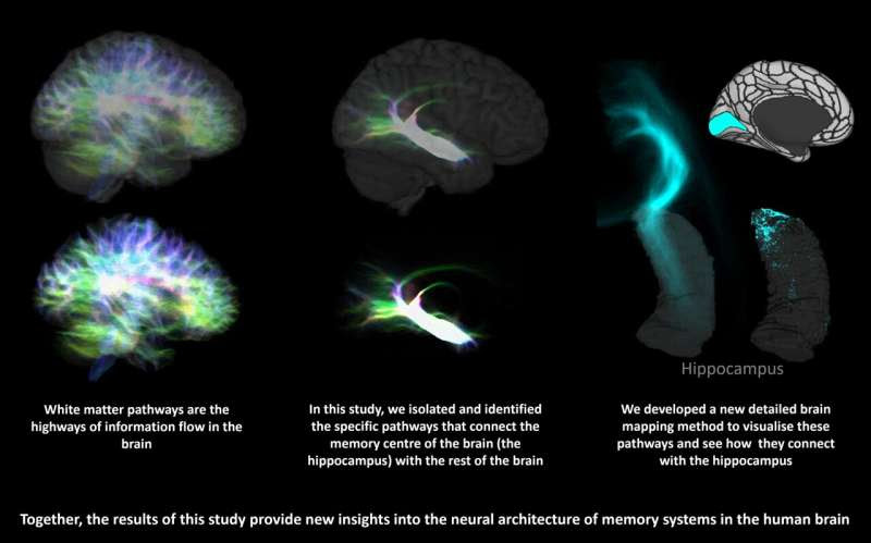 Most detailed map of brain's memory hub finds connectivity puzzle