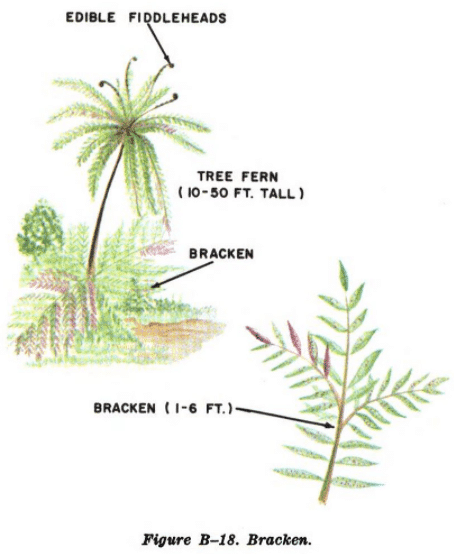 bracken illustration edible plants