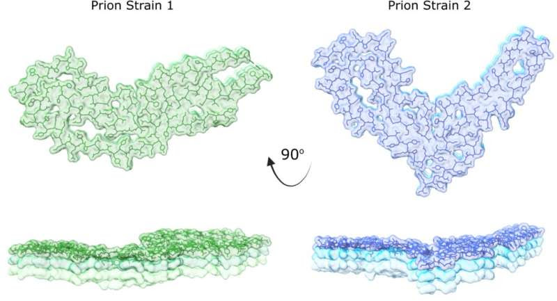 Corrupted proteins in focus: How shape gives rise to variations of fatal brain disease