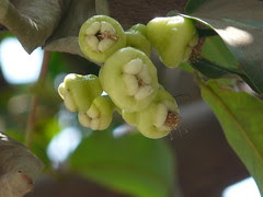 Syzygium ¿ aqueum / samarangense ?