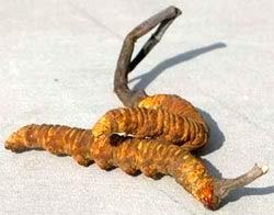 cordyceps_sinensis_clip_image001.jpg image by Limontselo