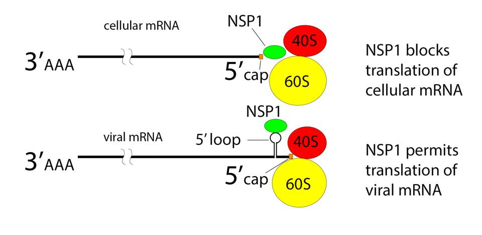 NSP1 blocks ribosome entry of cellular messenger RNA.