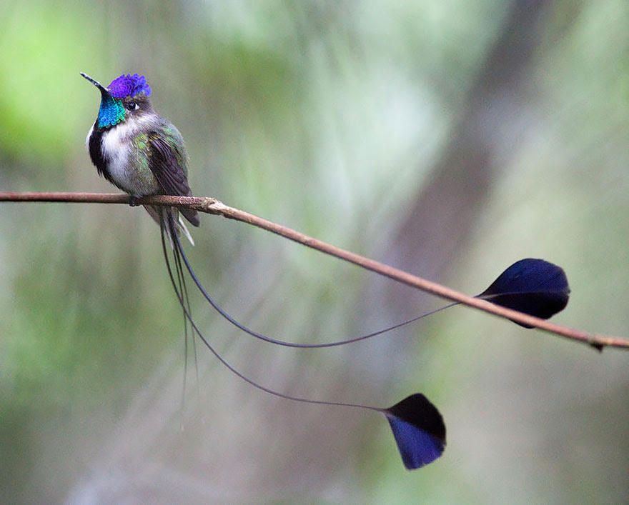 BREATH-TAKING HUMMINGBIRD CLOSE-UPS Cute-beautiful-hummingbird-photography-3