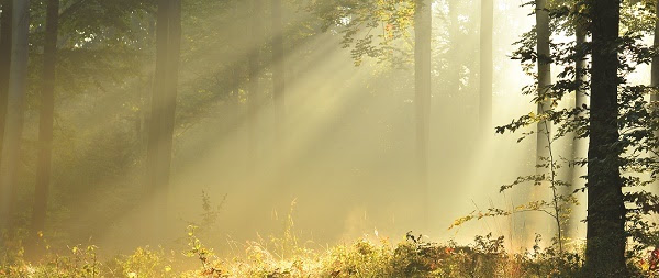 sunlight streaming through trees in the forest