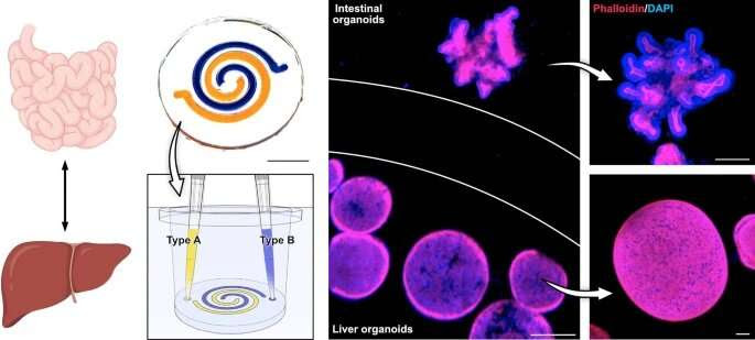 OCTOPUS, an optimized device for growing mini-organs in a dish