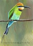 Rainbow Bee Eater ACEO - Posted on Tuesday, December 30, 2014 by Janet Graham