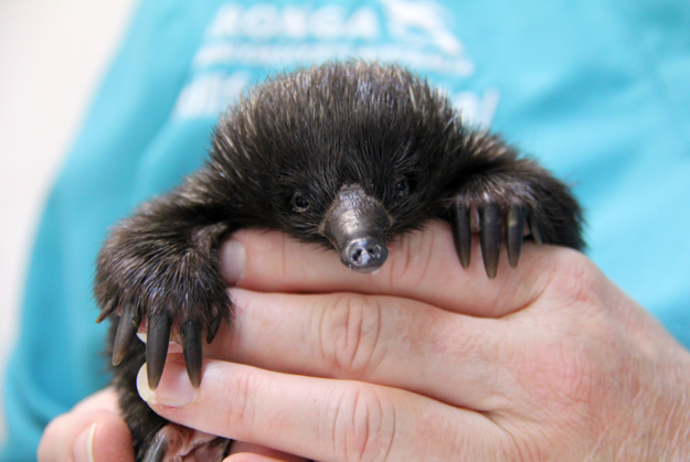Brace yourself because this baby echidna is about to steal your heart.  Enhanced-26161-1461896950-1.150709
