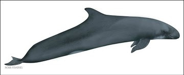 False Killer Whale illustration