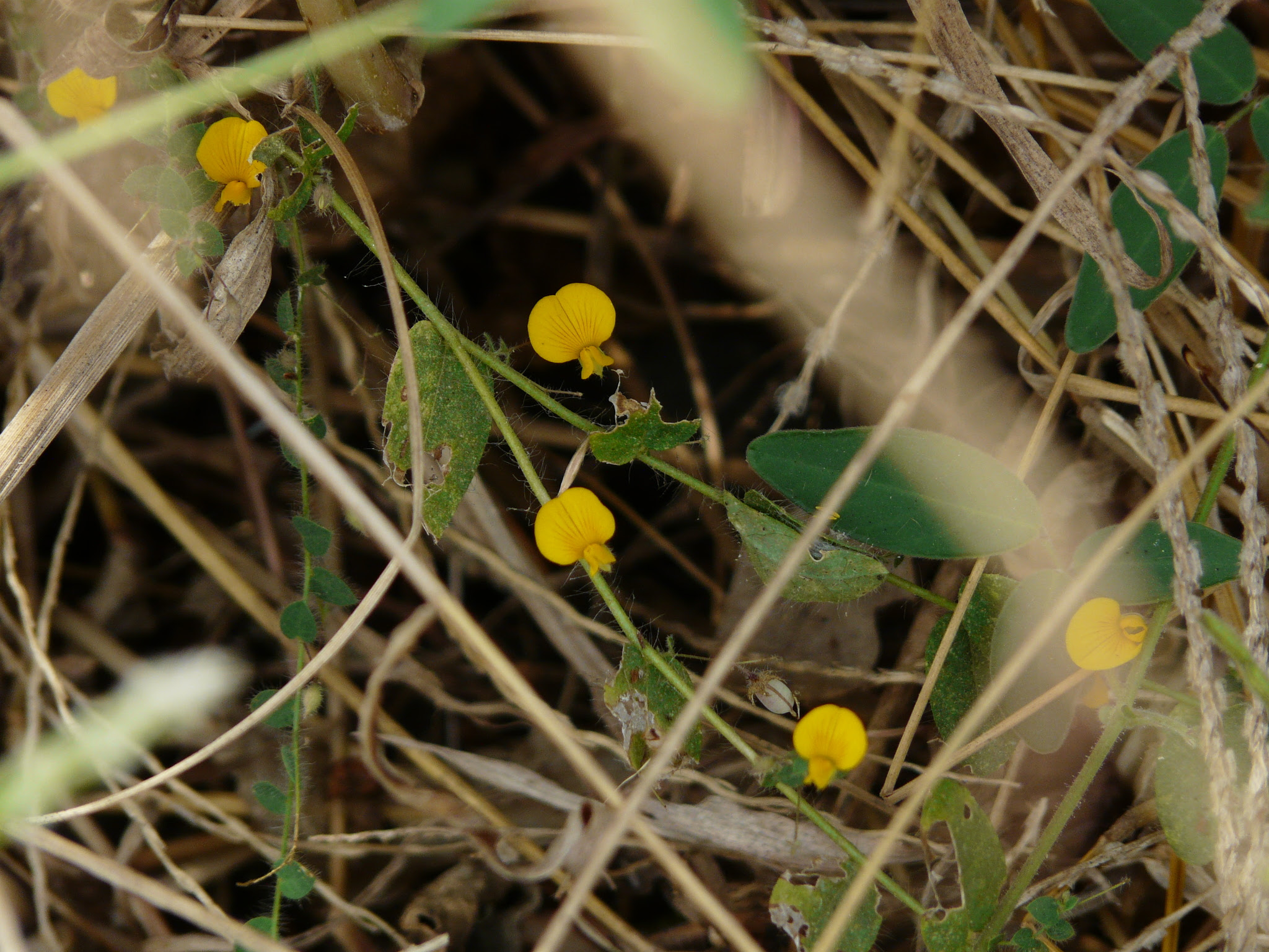 Crotalaria filipes Benth.